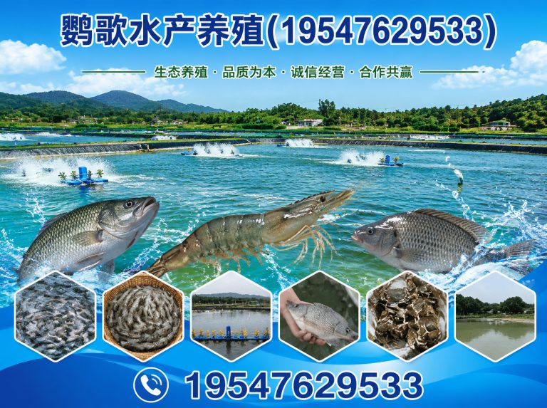 大邑县非洲灰鹦鹉展示图