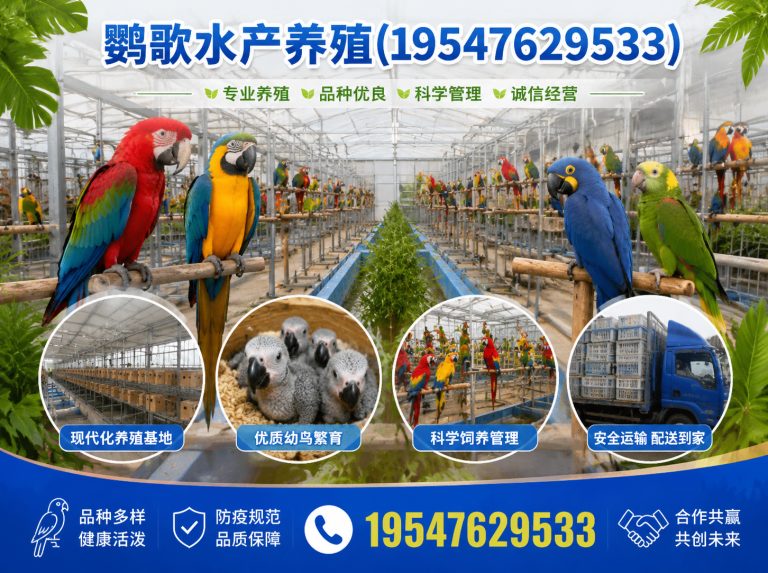 大邑县成都鹦鹉销售展示图