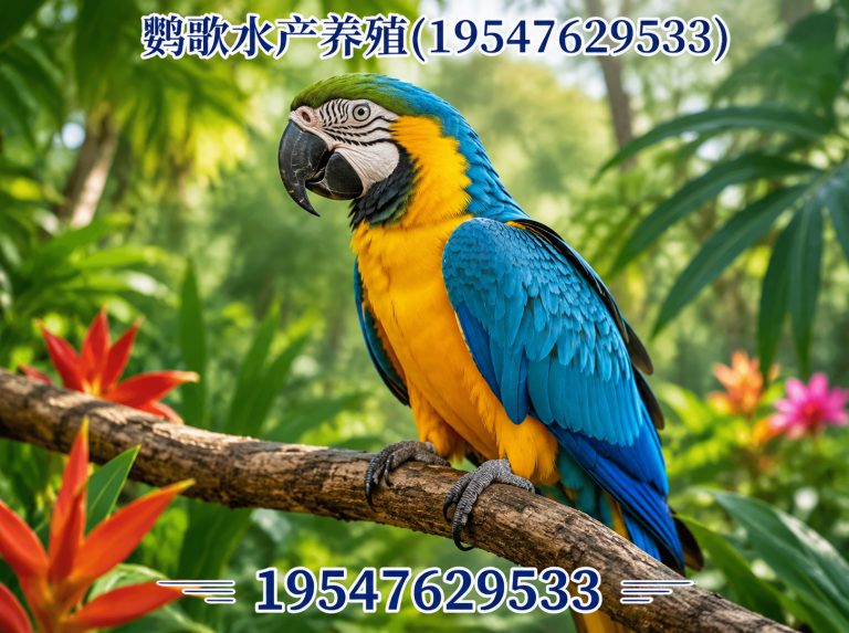 大邑县中大型鹦鹉繁育展示图