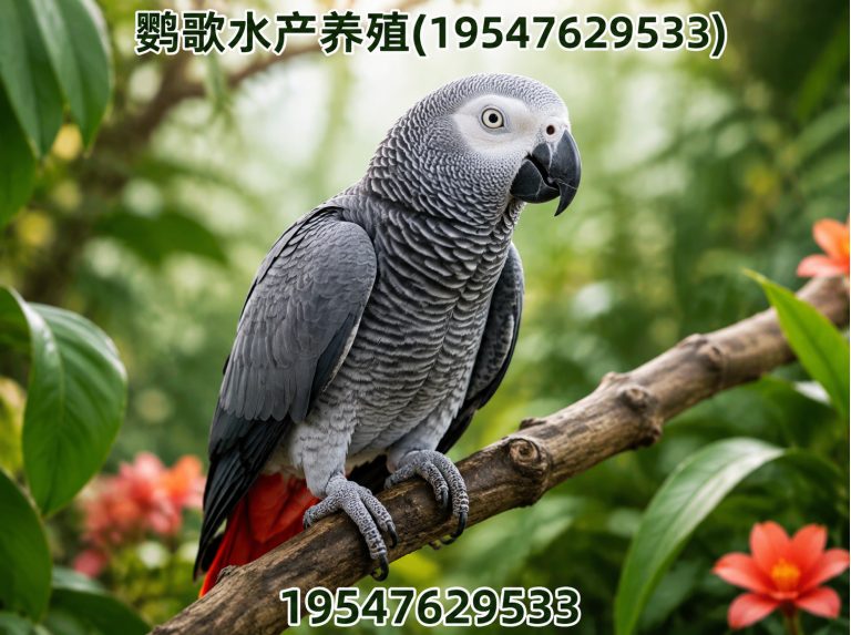 大邑县金刚鹦鹉展示图
